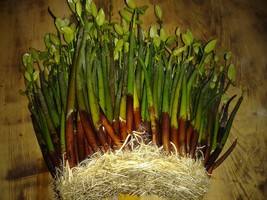  2 RED MANGROVEPLANTS SUPER HEALTHY freshwater saltwater  - $18.00