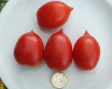 Primary image for Brin de Muguet Tomato 5 seeds - P 069