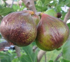 1 pcs Olympian Fig Ficus Carica Live Plant 1 Quart - £40.90 GBP