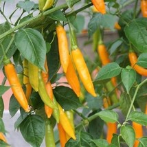Chilli Bulgarian Carrot Hot Pepper, 20 Seeds - £8.09 GBP