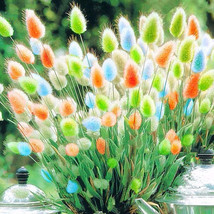 Rainbow Colorful Rabbit Tail Grass Semillas Seeds 100 Seeds Pack Bunny Tail Herb - $12.72