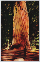 Postcard  Washington Tree Sequoia National Park California posted 1955 - £6.47 GBP