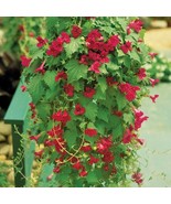 15 Seeds Creeping Gloxinia Lofos House Plant Flowers Fresh Gardening Beautiful - $12.49