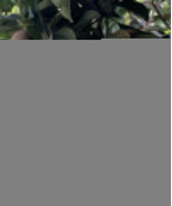 Sapodilla (5 seeds) sapota, chico, chikoo, naseberry, or nispero - $10.92 CAD