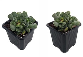 2 Pack Ravioli Plant Adromischus cristatus 2&quot; Pots - $27.99