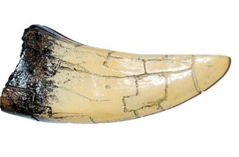 Tyrannosaurus Tooth Replica Fossil T-REX Dinosaur Jurassic Relic Bone Fang New - £13.44 GBP