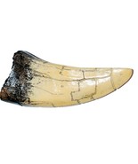 TYRANNOSAURUS TOOTH REPLICA FOSSIL T-REX DINOSAUR JURASSIC RELIC BONE FA... - $16.78
