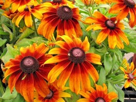 US Seller 1/2 Oz Gloriosa Daisy Seeds Native Deer Proof Heat Cold Flower - £10.94 GBP