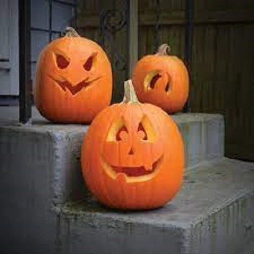 Jack O Lantern Pumpkin Seeds Perfect Carving Pumpkin US Fast Shipping - $1.99