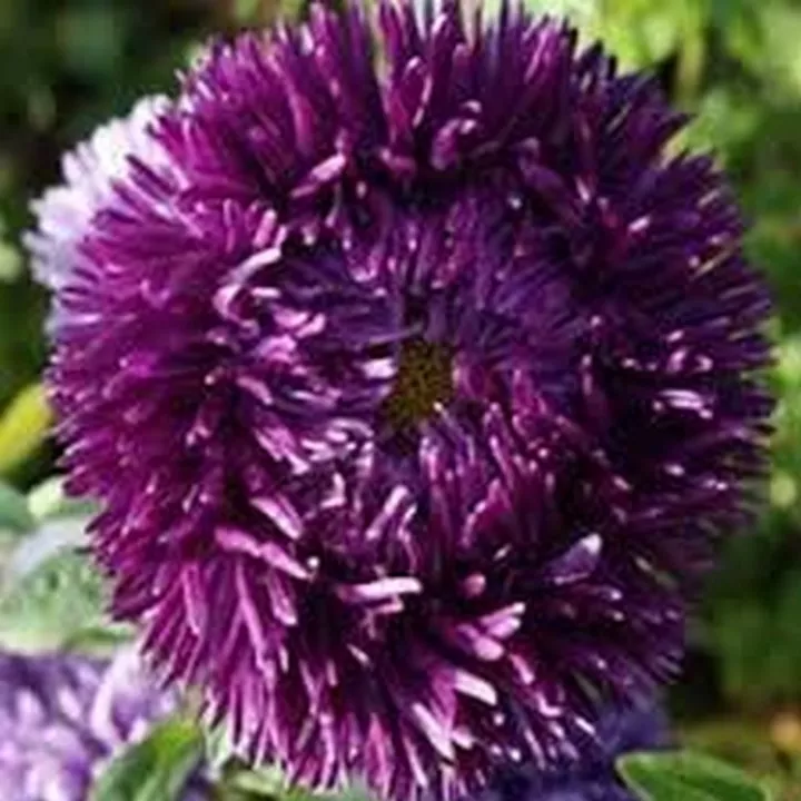 50 Seeds Aster -Gremlin Double - Dark Violet - £6.64 GBP