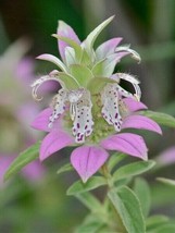 Fast Ship USA Seller Monarda Punctata Dotted Horsemint Spotted Bee Balm 500 Seed - $19.90