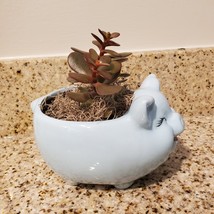 Pig Plant Pot with Baby Jade Succulent, 6" Ceramic Blue Pig Planter image 4