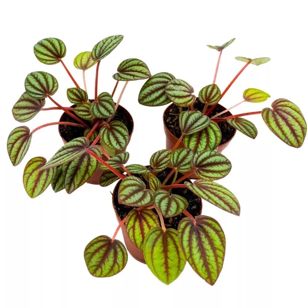 Peperomia Piccolo Banda 2 in Set of 3 Red and Green Streaks - £31.85 GBP