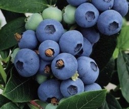 ArfanJaya 100 Highbush Blueberry Seeds Northern Blueberry (Vaccinium Corymbosum) - £5.88 GBP