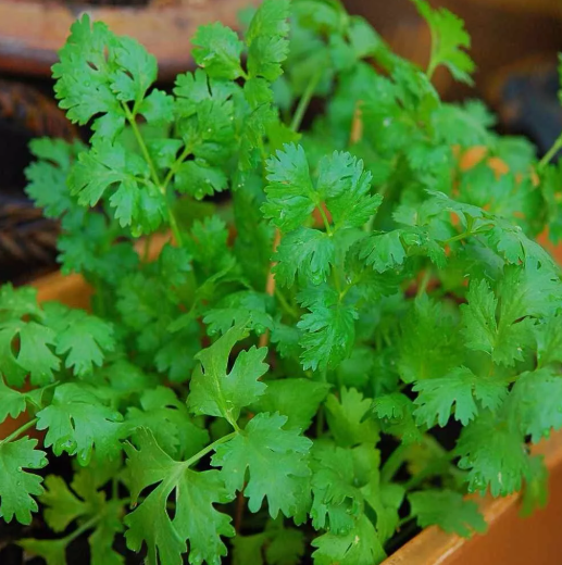 LD 200 Cilantro / Coriander Seeds  Heirloom - Non-Gmo  Herb Seeds Fast S... - $8.22