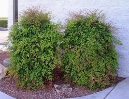 25 Domestic Nandina 2.5" pot  Heavenly Bamboo image 4