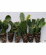 6 Different Named Varieties of Christmas Cactus/Schlumbergera Truncata W... - $666.08 MXN