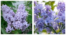 NEW! ( 1 ) - President Grevy Blue French Lilac syringa - Starter Plant (... - £31.35 GBP