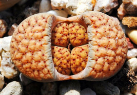 Lithops verruculosa, living stone rock pleable stone cactus cacti seed 100 SEEDS - £14.83 GBP