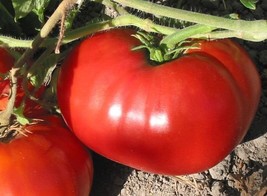 Red Giant Tomato from Uzbekistan - 5+ seeds - P 214 - £1.72 GBP