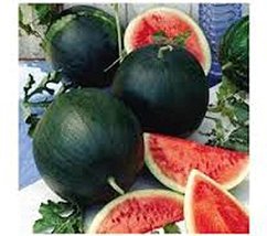 Watermelon, Black Diamond, Heirloom, Organic 25 Seeds, Super Sweet Round Melon - £3.93 GBP
