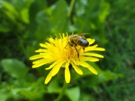 1000 Dandelion Seeds Taraxacum Officnale Seeds Medicinal And Edible HerbFrom US - $8.35