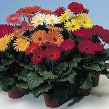 New Fresh Seeds Gerbera Daisy Revaluation Mix - £19.31 GBP