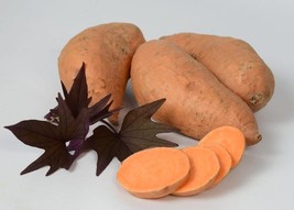 Bayou Belle Sweet Potato Slips - Ipomoea batatas - 2 Slips - $560.27 MXN