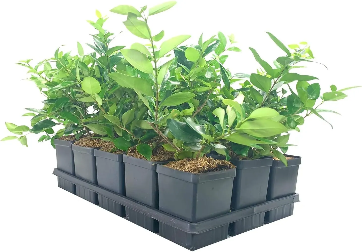 Ligustrum Waxleaf Privet Live Quart Size Plant Blooming Privacy - £32.11 GBP