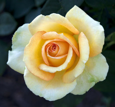Gold Medal Grandiflora 2 Gal. Yellow Orange Bush Plants Shrub Plant Fine Roses - £46.62 GBP