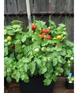 FMG Tiny Tim Micro Dwarf 20 Seeds Red Tomatoes Patio Container Plants Fa... - $14.08