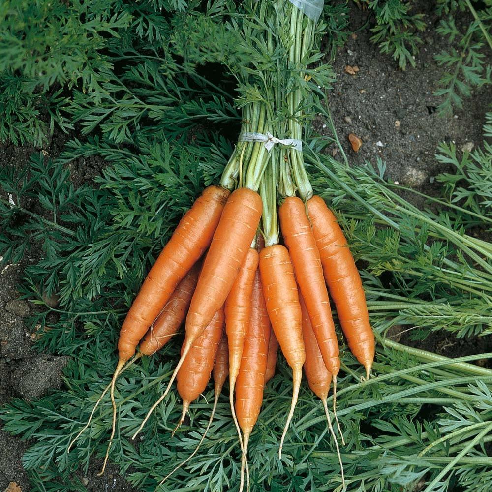 Carrot nantes seeds -  code 127 Item image 3