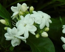 Maid Of Orleans Jasmine Jasminum Sambac Rooted Starter Plant Extremely Fragrant - £27.17 GBP