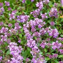 Purple Creeping Thyme Seeds 1000+ Herb Groundcover Perennial - £8.17 GBP