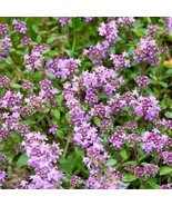 Purple Creeping Thyme Seeds 1000+ HERB GROUNDCOVER PERENNIAL - $10.20