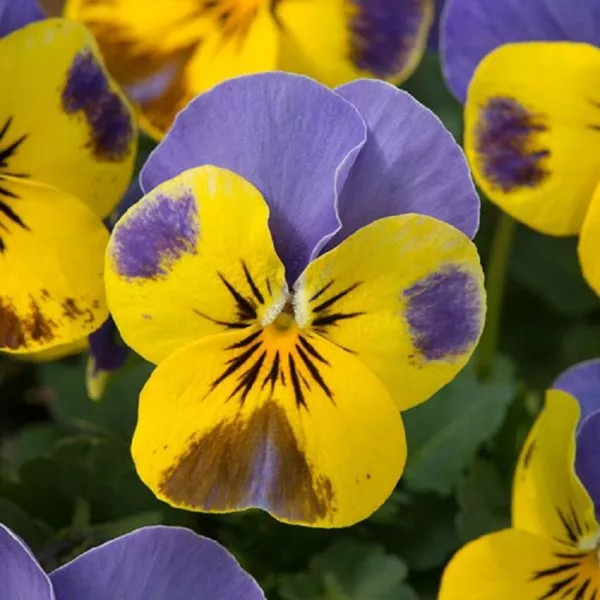 50 Viola Seeds Sorbet Yellow Blue Jump Up Fresh New - $12.50