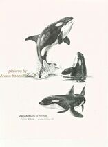 #324 ORCA  Killer Whales art print * Pen and ink drawing by Jan Jellins - $12.50