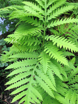 1000 + Sensitive Fern Onoclea Sensibilis Aka Bead Sympathy Spores Seeds Fresh Ga - $12.00