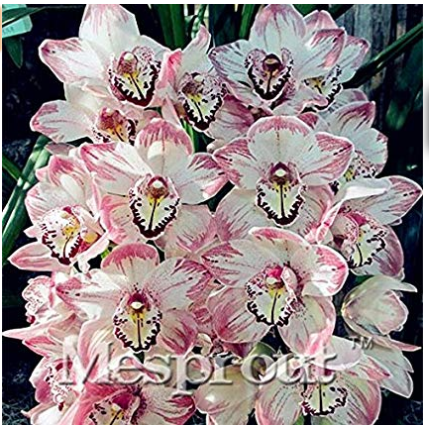 100 Seeds Cymbidium Orchid Cymbidium Seeds Plant Fresh - $3.96