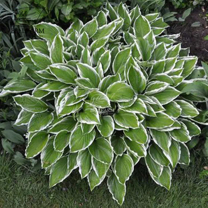 hosta bare root. The Best Soil and Conditions for Hosta Seeds - £10.87 GBP