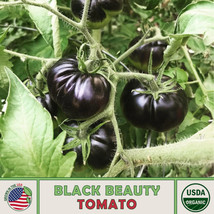 10 Black Beauty Tomato Seeds, Organic, Open-Pollinated, Non-Gmo From US - £7.99 GBP