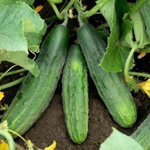 Spacemaster 80 Cucumber Bush Type Small S Container Planting Fresh Seeds USA - $14.95