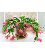 Thanks Giving / Christmas Cactus Schlumbergera - 2 Cuttings Red Flower - £16.14 GBP