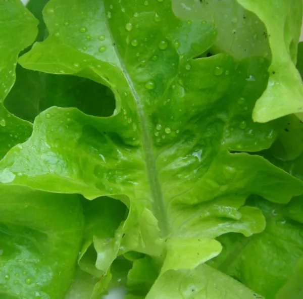 Lettuce Oak Leaf Oakleaf Green For Salad Greens 1000 Seeds Usa Garden - £1.58 GBP