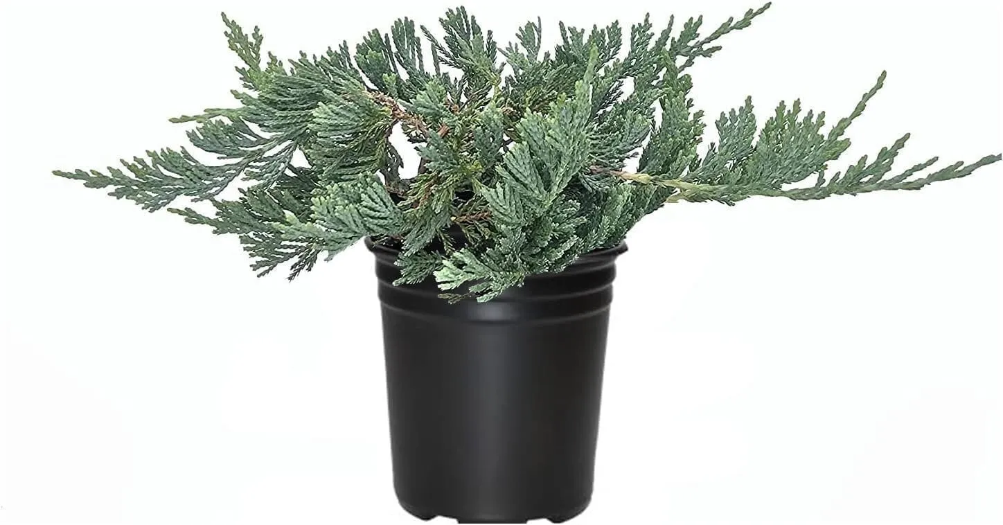 Blue Rug Juniper Juniperus Horizontalis &#39;Wiltonii&#39; Drought Tolerant Cold - £114.03 GBP