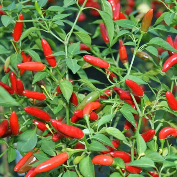 SYST 50 Seeds Pequin Chili Pepper Spicy Seed Catalog Home Garden  - $9.18