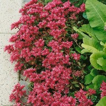 Sedum Summer Glory Seeds Sedum Spurium Stonecrop Ground Cover Seed 2000 Seeds Fr - $18.99