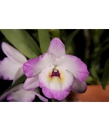 Dendrobium Nobile My Sweet Wink Orchid potted - not in bloom. White flow... - $41.02 CAD
