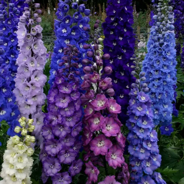 50 Dark Mix Delphinium Seeds Flower Seed Flowers 129 Fresh - £6.29 GBP