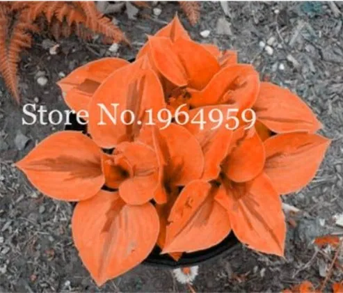 100 of Orange Beautiful Hosta Bonsai Plants, Perennials Lily Flower Shade Hosta - $7.45